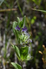 Trichostema oblongum