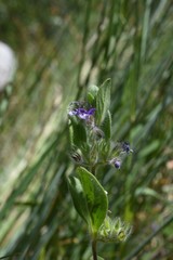 Trichostema oblongum