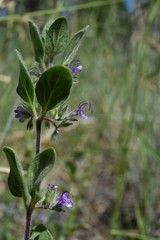 Trichostema oblongum
