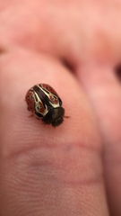 Calligrapha confluens