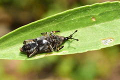 Rhodobaenus