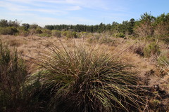 Cyperus thunbergii