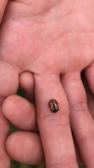 Calligrapha confluens