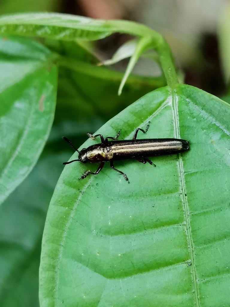 Tetraphala parallela