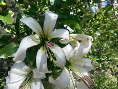 Lilium washingtonianum