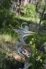 Lilium washingtonianum