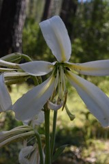 Lilium washingtonianum