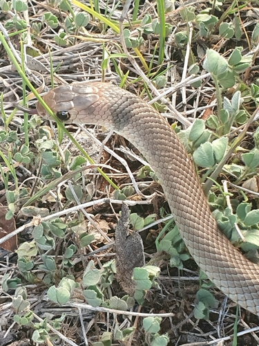Eastern Brown Snake sighting