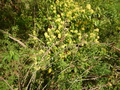 Stigmaphyllon emarginatum