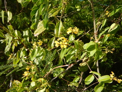 Stigmaphyllon emarginatum