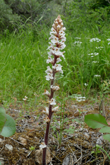 Orobanche crenata