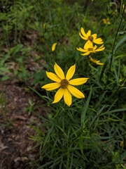 Coreopsis palmata