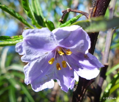 Solanum vescum