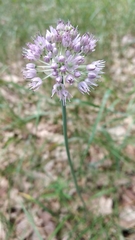 Allium cretaceum