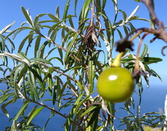 Solanum vescum