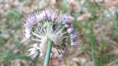 Allium cretaceum