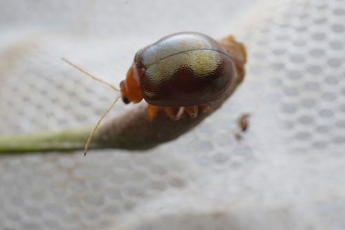 Emathea, 2024-08-14