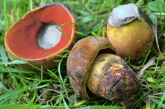 Neoboletus xanthopus