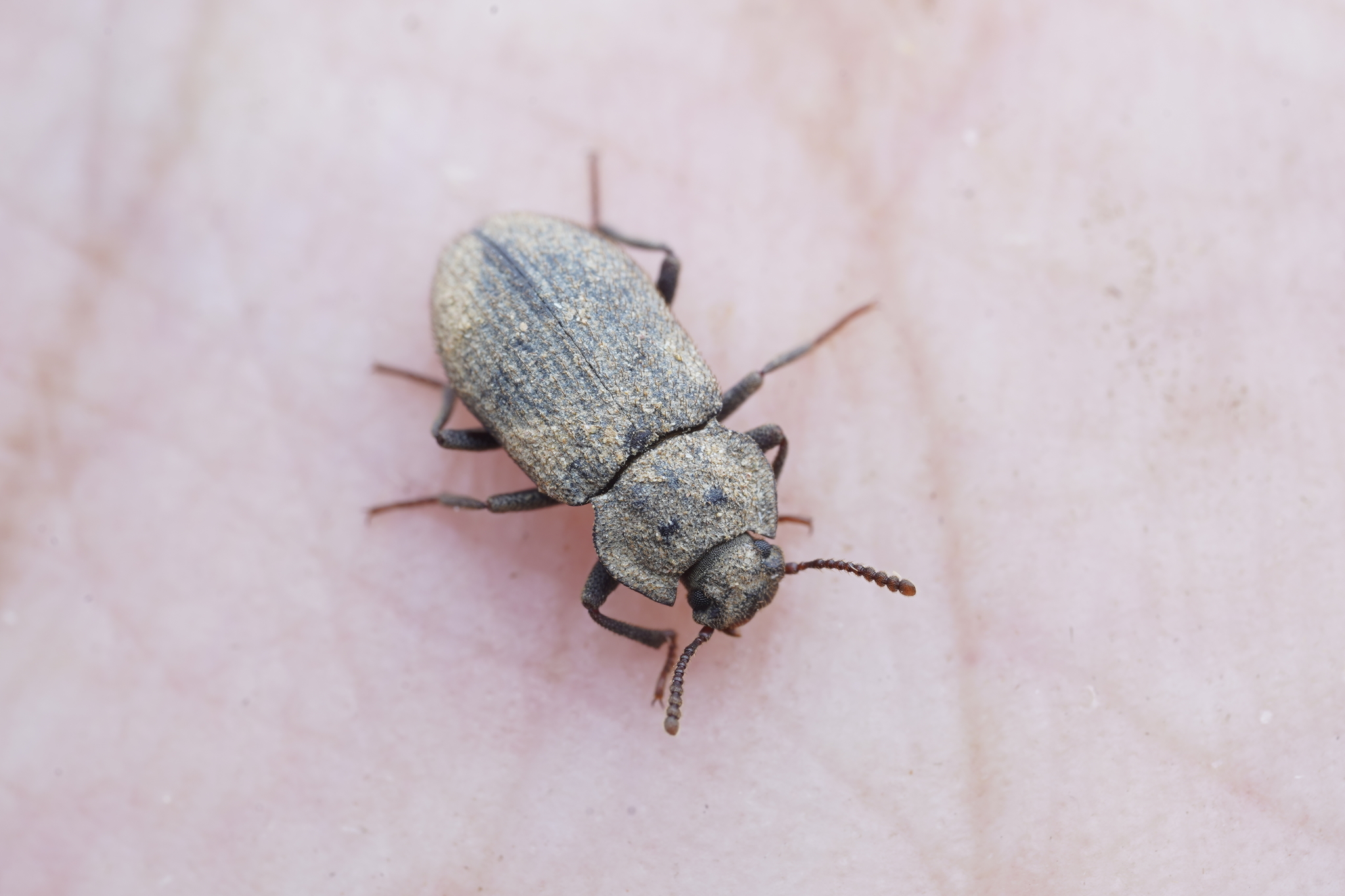 Gonocephalum subspinosum · iNaturalist