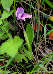 Roscoea alpina