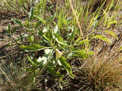 Physalis virginiana