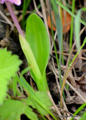 Roscoea alpina