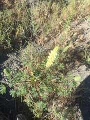 Lupinus luteolus