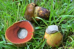 Neoboletus xanthopus