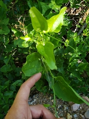 Smilax californica
