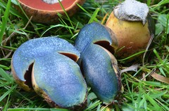 Neoboletus xanthopus