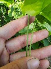 Smilax californica