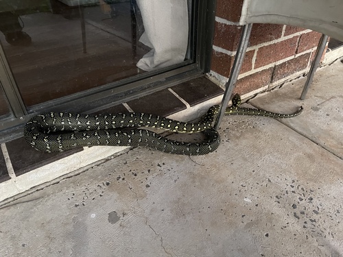 Diamond Python sighting