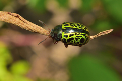 Calligrapha pantherina