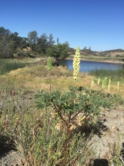 Lupinus luteolus