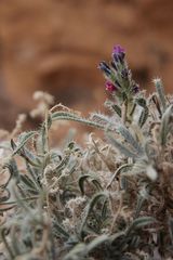 Echium humile pycnanthum