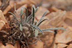 Echium humile pycnanthum