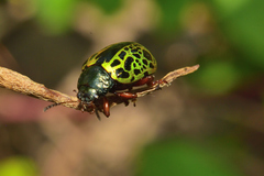 Calligrapha pantherina