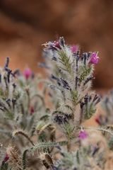 Echium humile pycnanthum