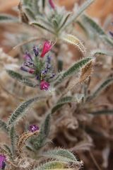 Echium humile pycnanthum