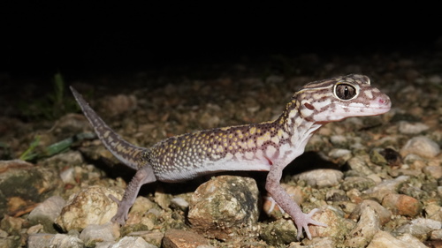 Yucatán Banded Gecko