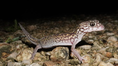 Yucatan Banded Gecko photo 4