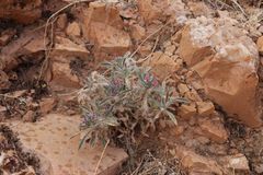 Echium humile pycnanthum