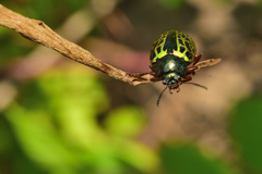 Calligrapha pantherina