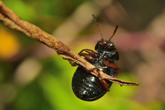 Calligrapha pantherina