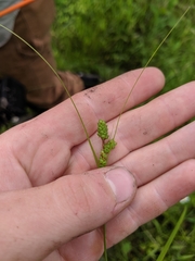 Carex caroliniana