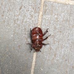 Oryctes nasicornis corniculatus