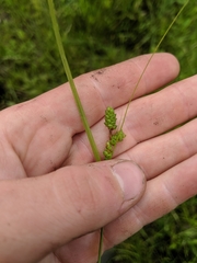Carex caroliniana