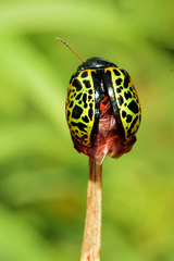 Calligrapha pantherina