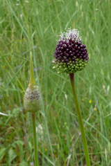 Allium amethystinum