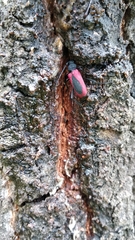 Purpuricenus kaehleri